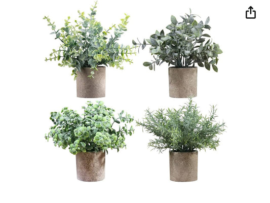 Plantas decorativas